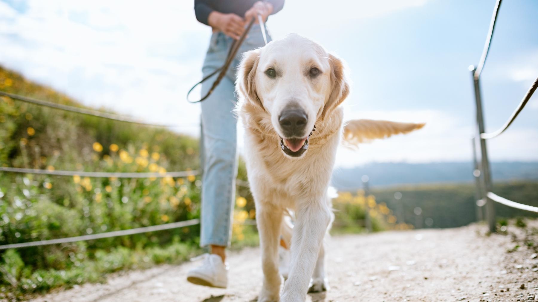 We love our furry friends We love our furry friends