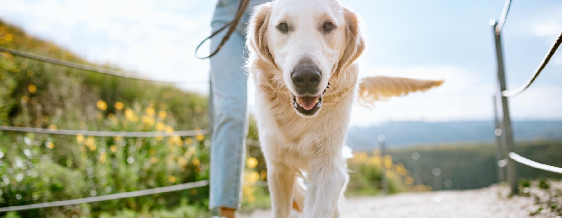 We love our furry friends a dog walking on a path